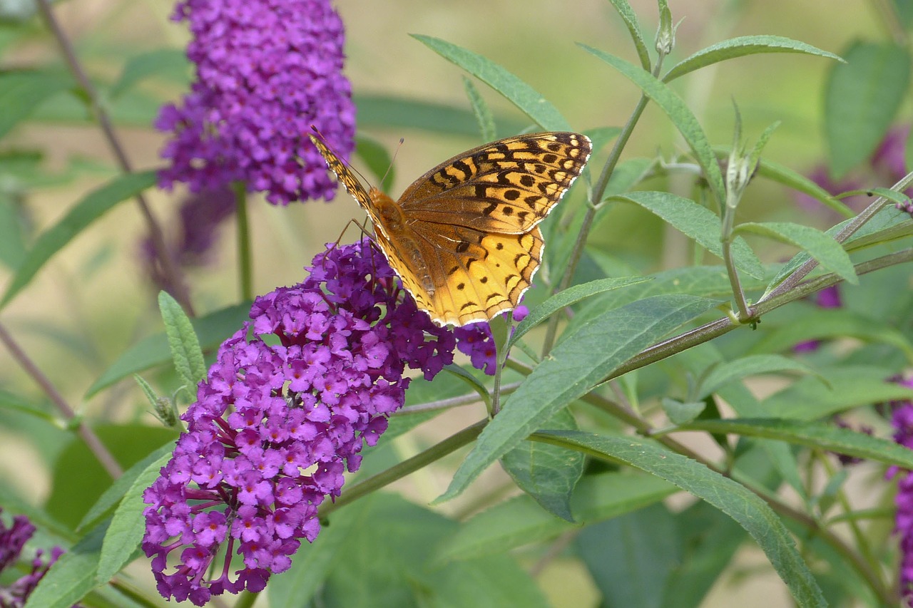 butterfly on butterfly bush free photo