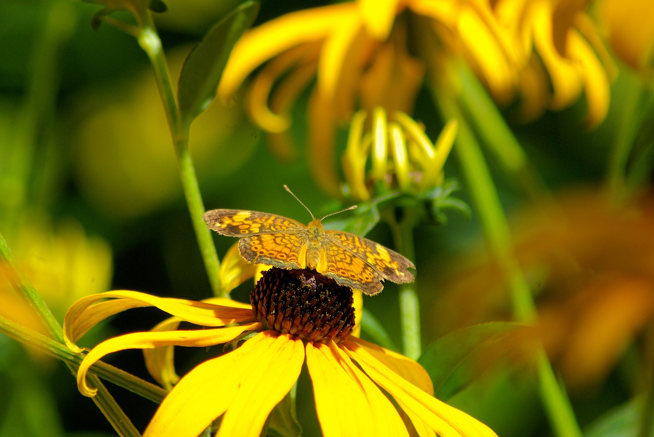 butterfly on a black-eyed susan  black-eyed  susan free photo