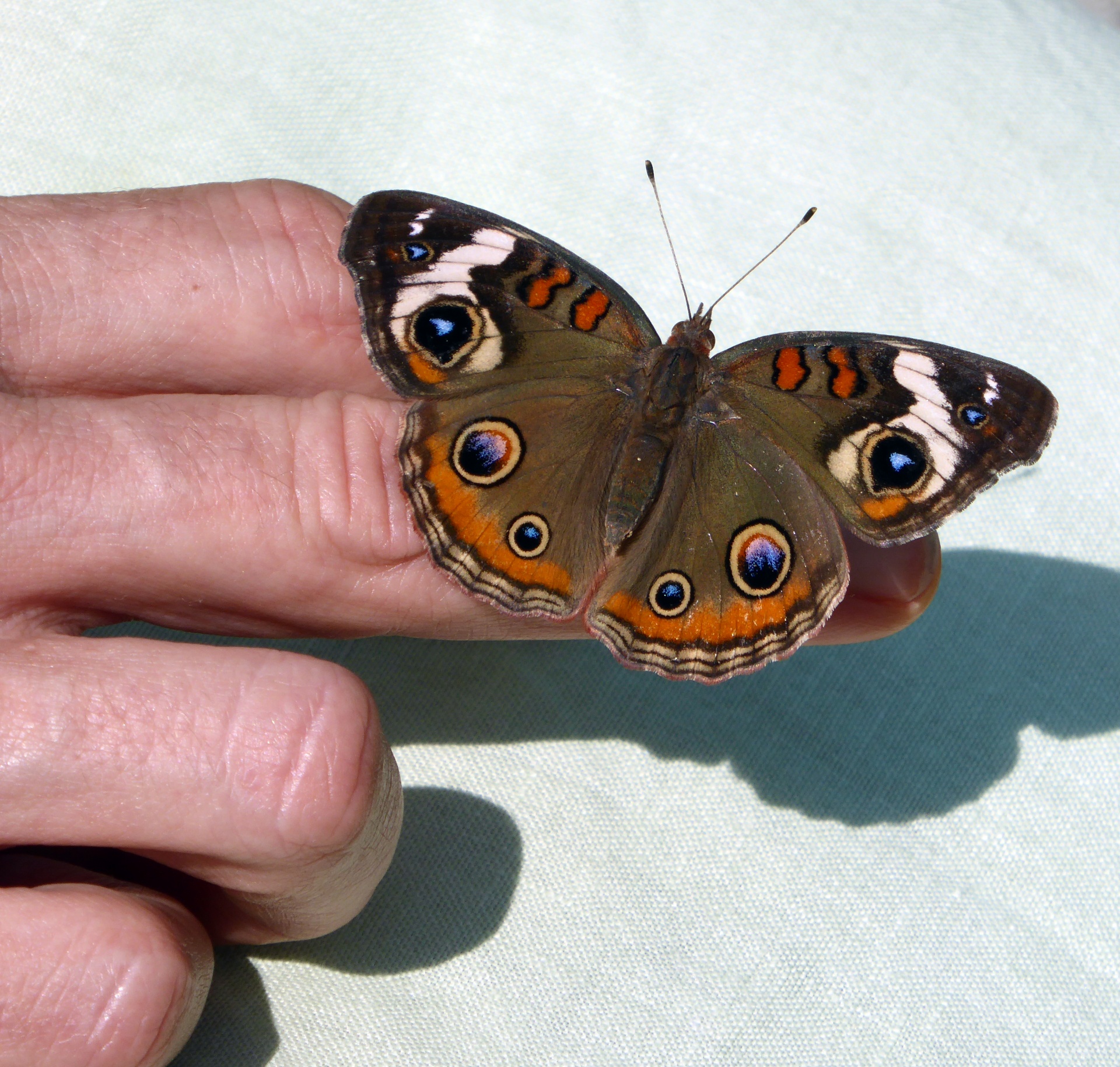 butterfly hand finger free photo