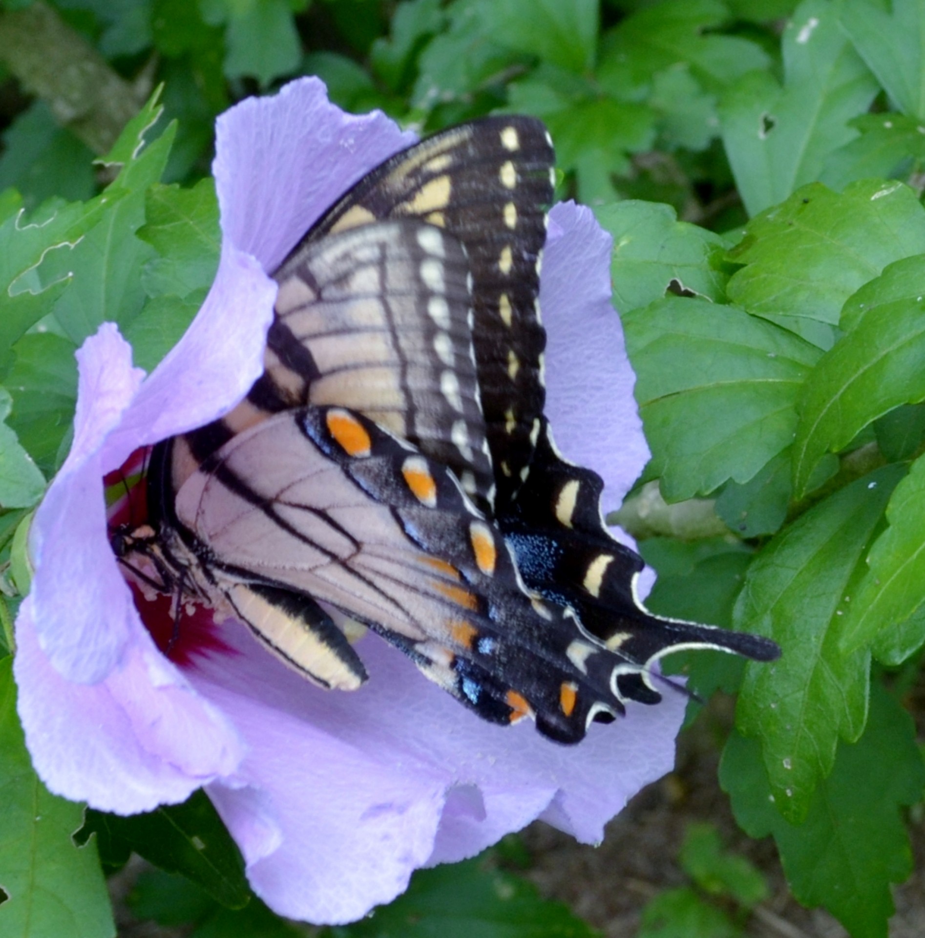 purple flower butterfly free photo