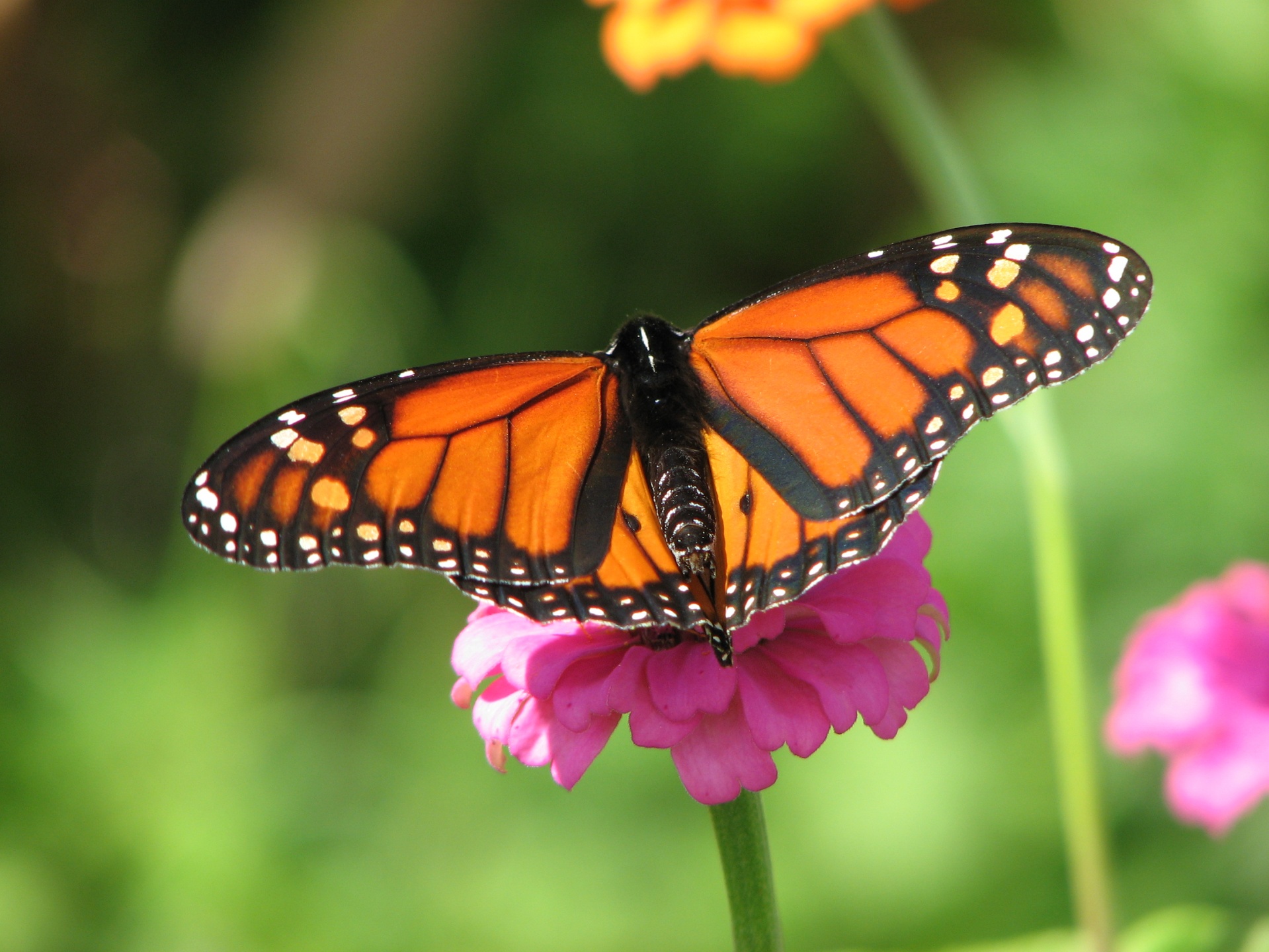 butterfly nature butterfly on a flower free photo