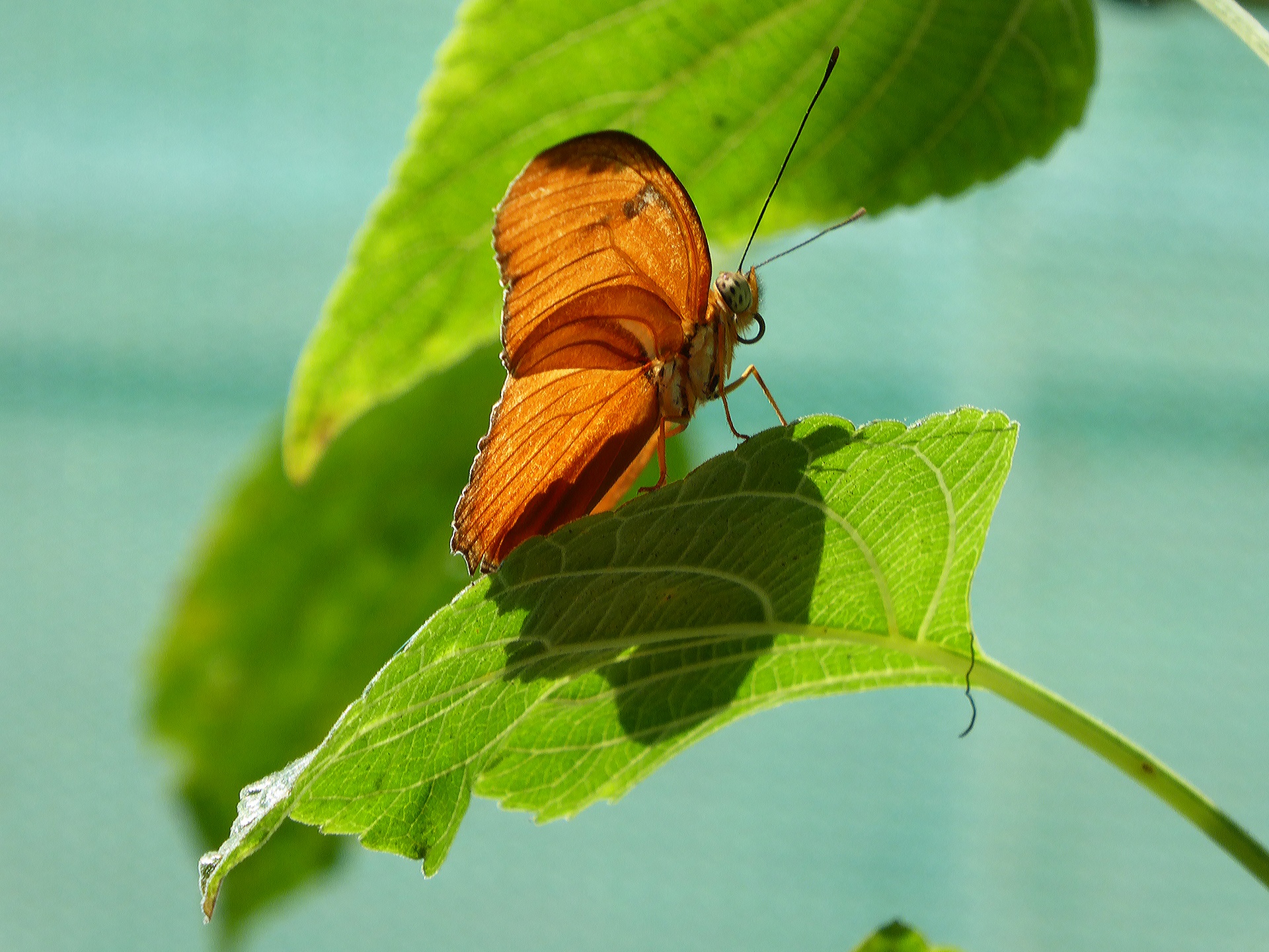 butterfly butterflies leaf free photo