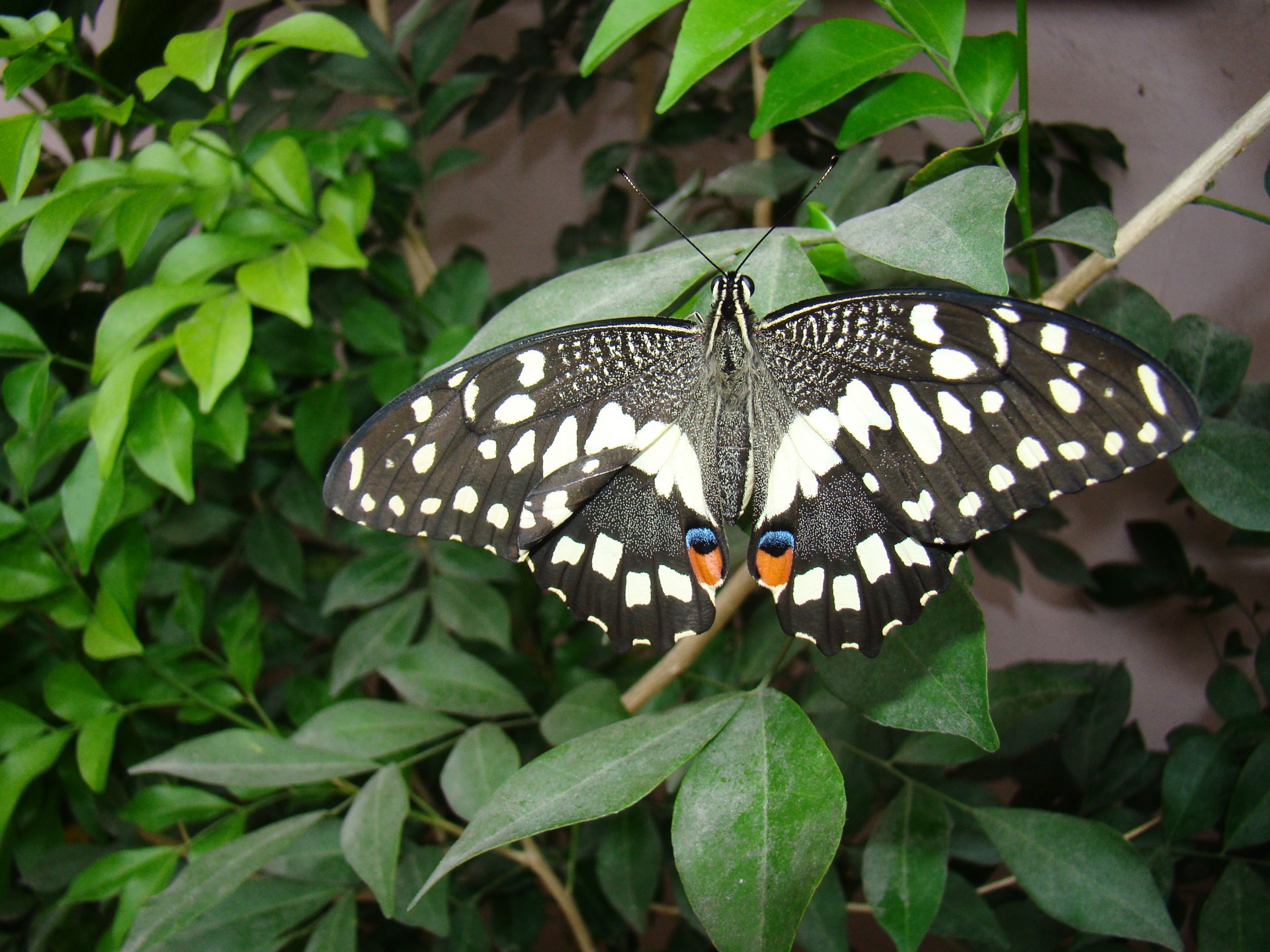 butterfly spotted leaves free photo