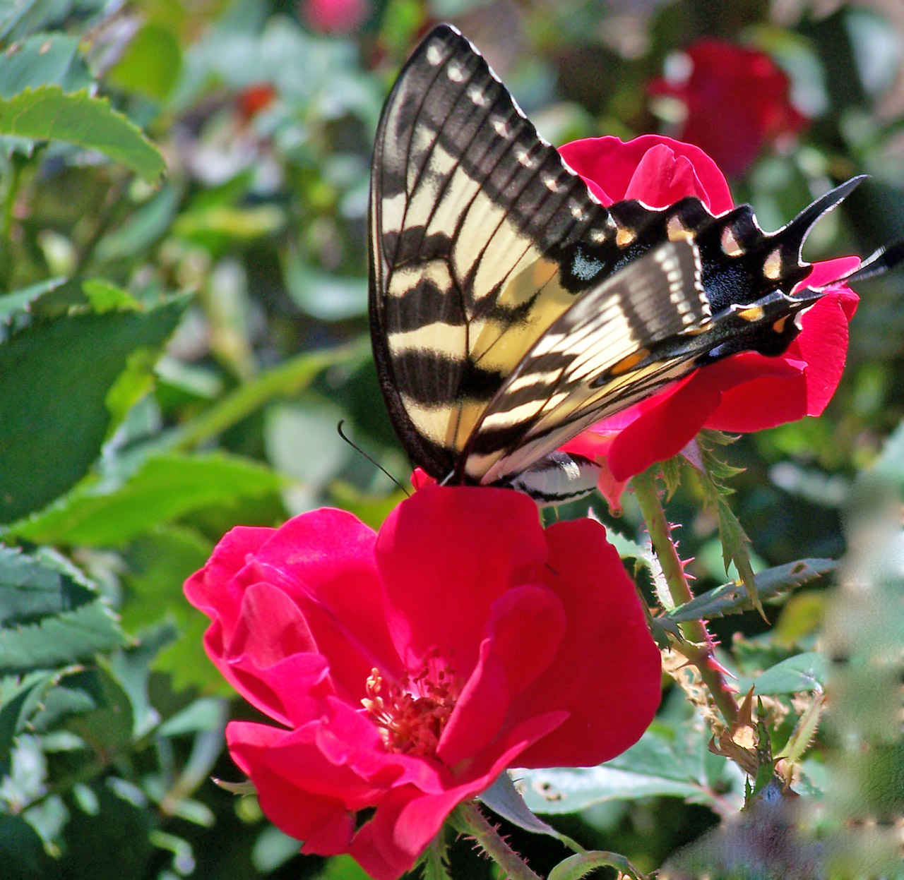 butterfly red rose free photo