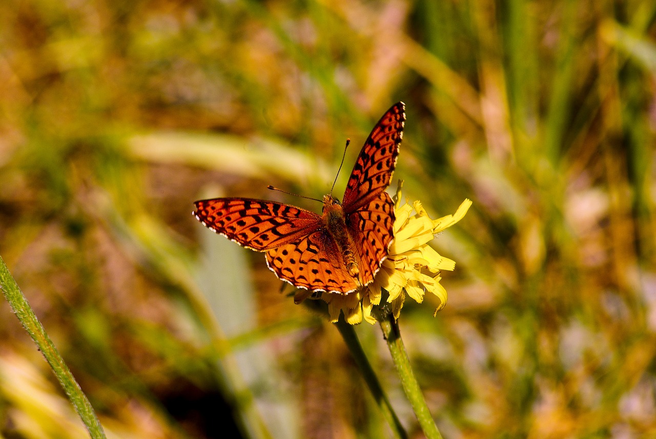 butterfly on a yellow wildflower  butterfly  flower free photo