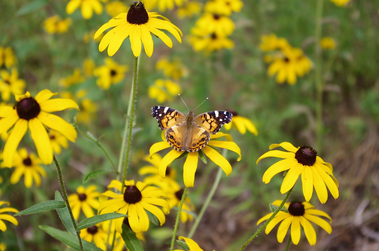 butterfly on black-eyed susan  black-eyed  susan free photo