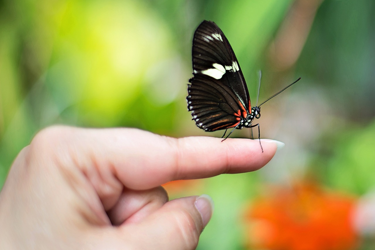 butterfly on finger butterfly spring free photo