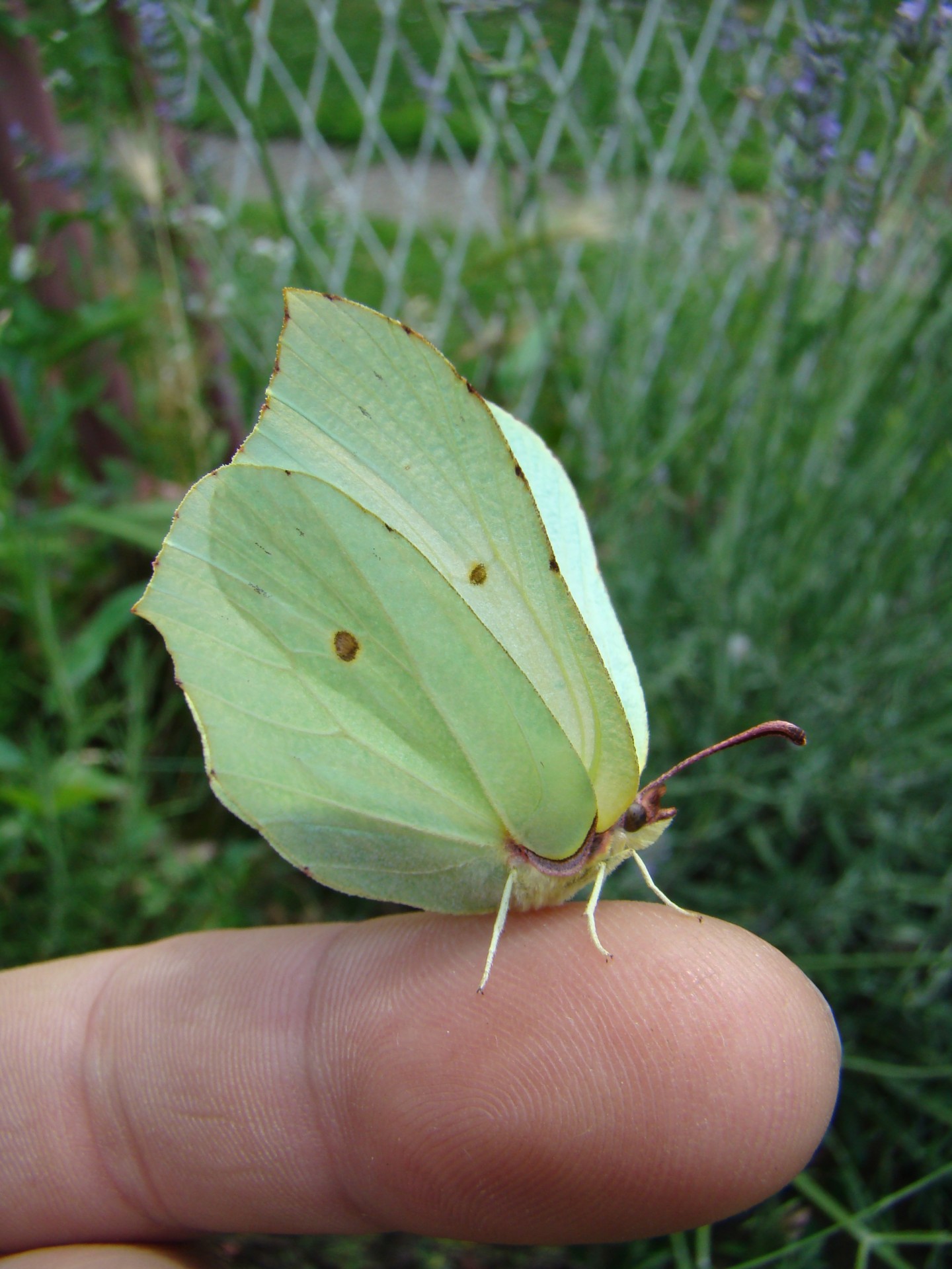 butterfly finger butterfly on finger free photo