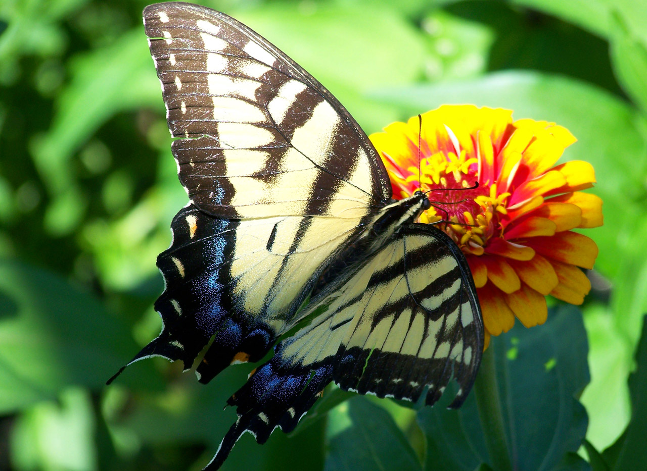 butterfly flower summer free photo