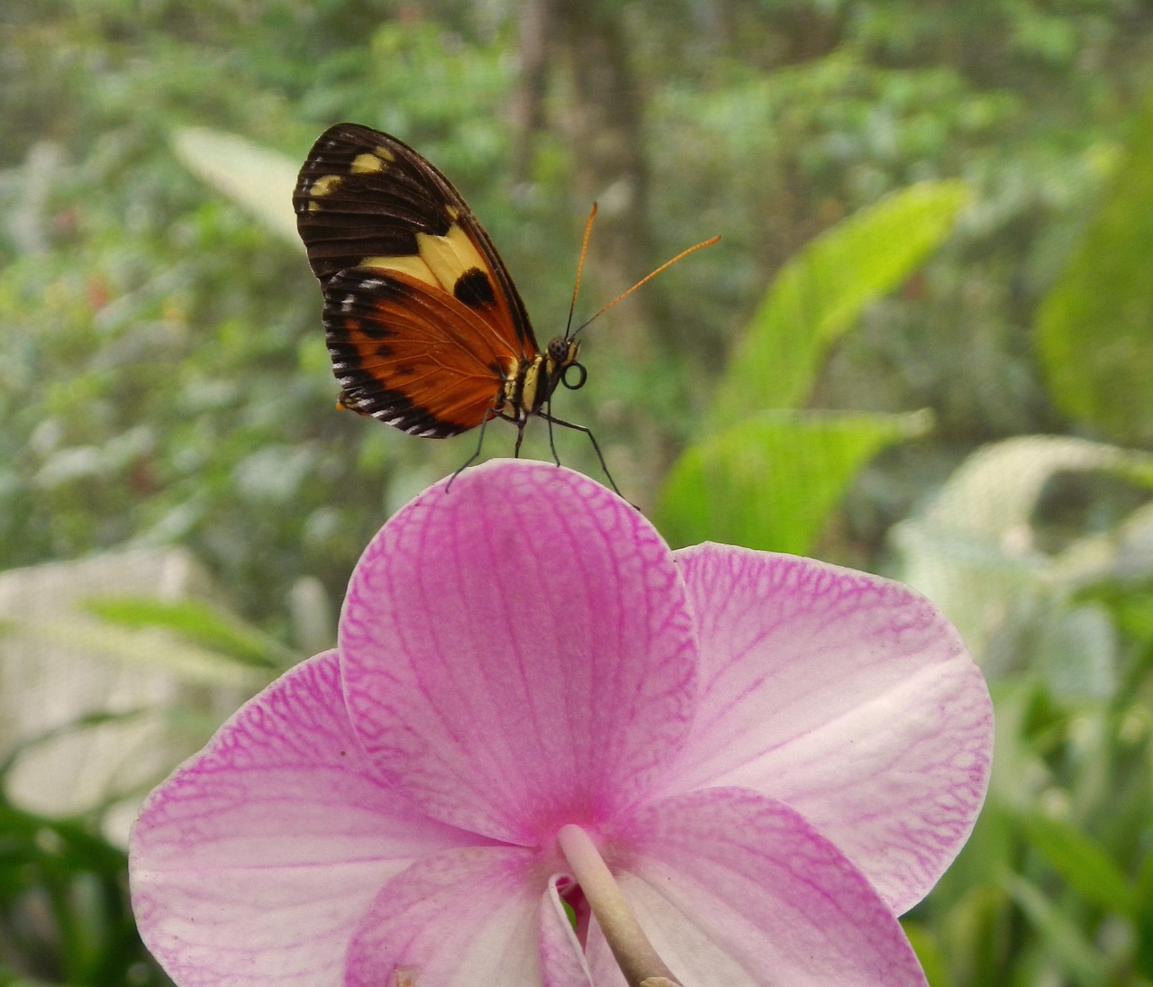 butterfly on flower nature wings free photo