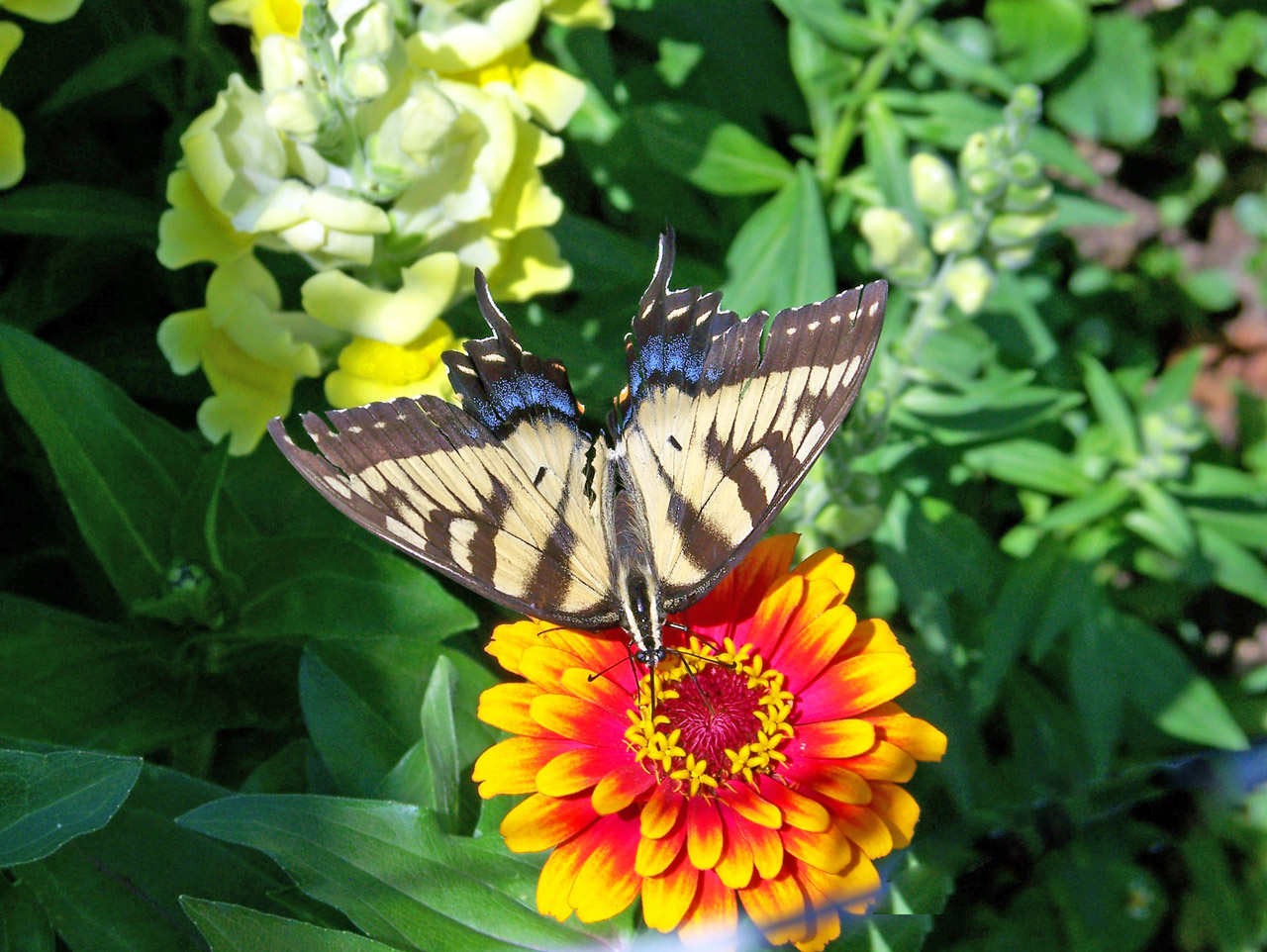 butterfly flower butterfly on flower free photo