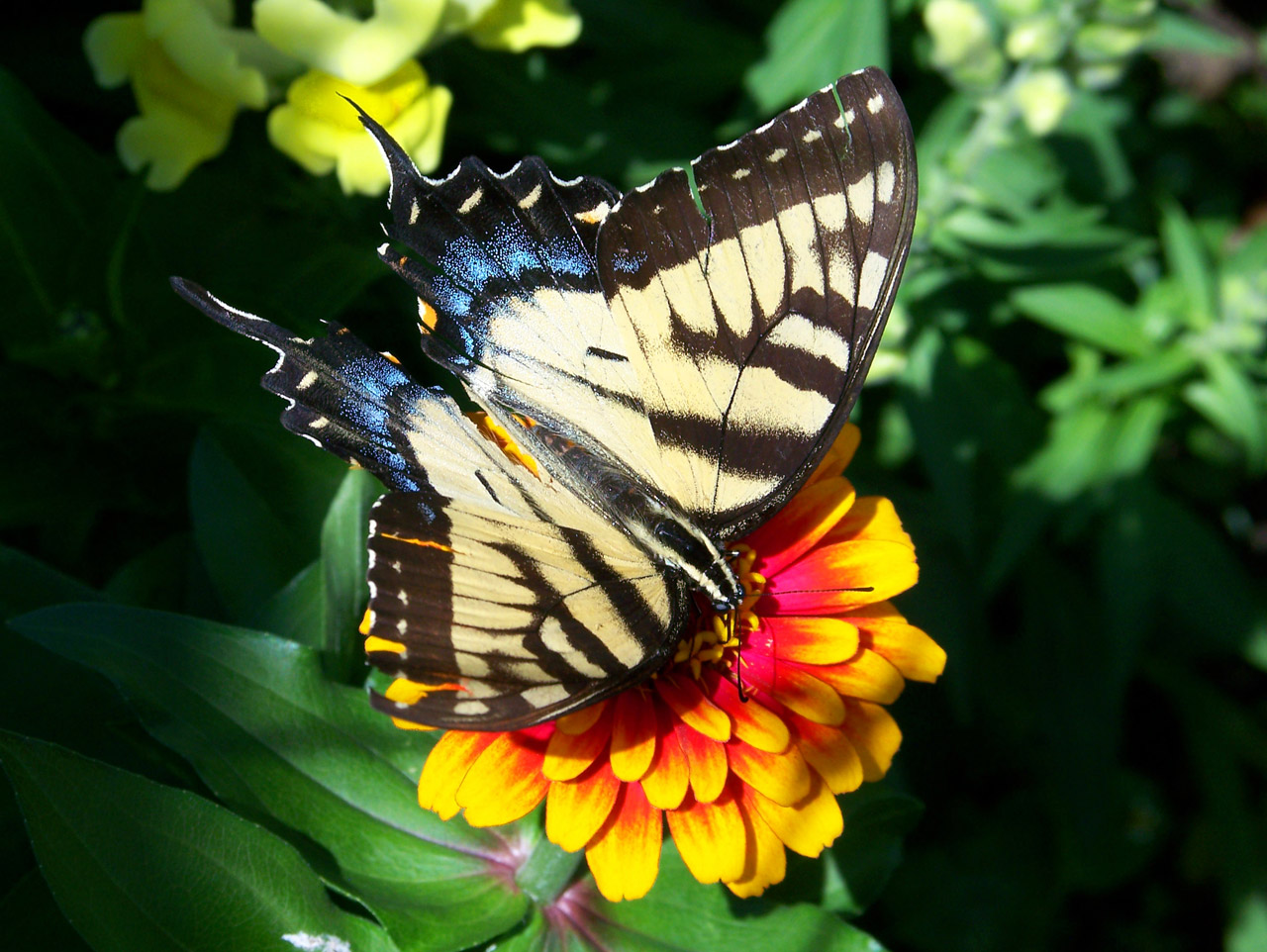 butterfly flower butterfly on flower free photo