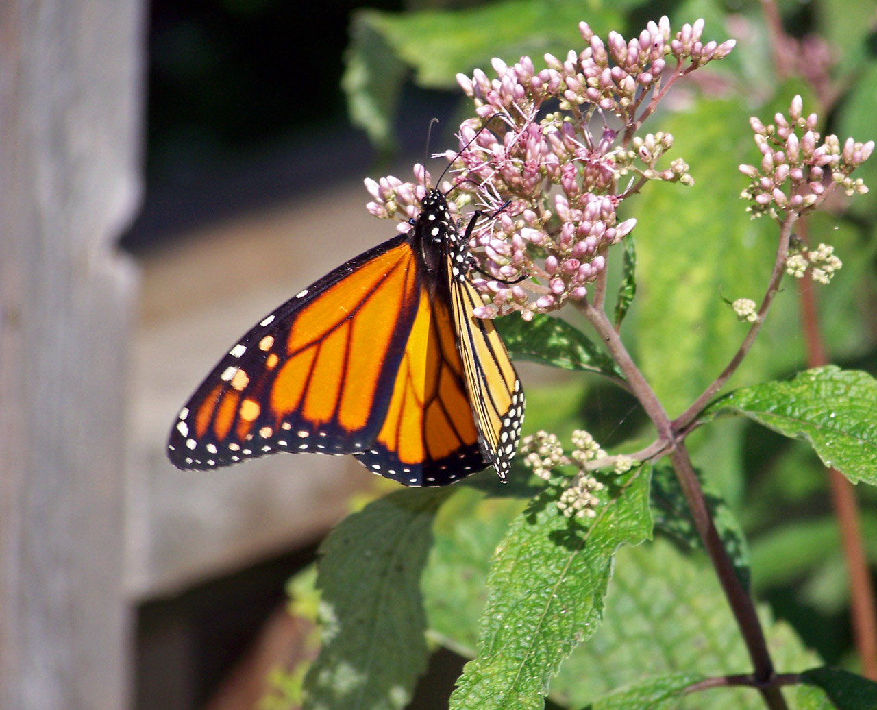 monarch butterfly flower free photo