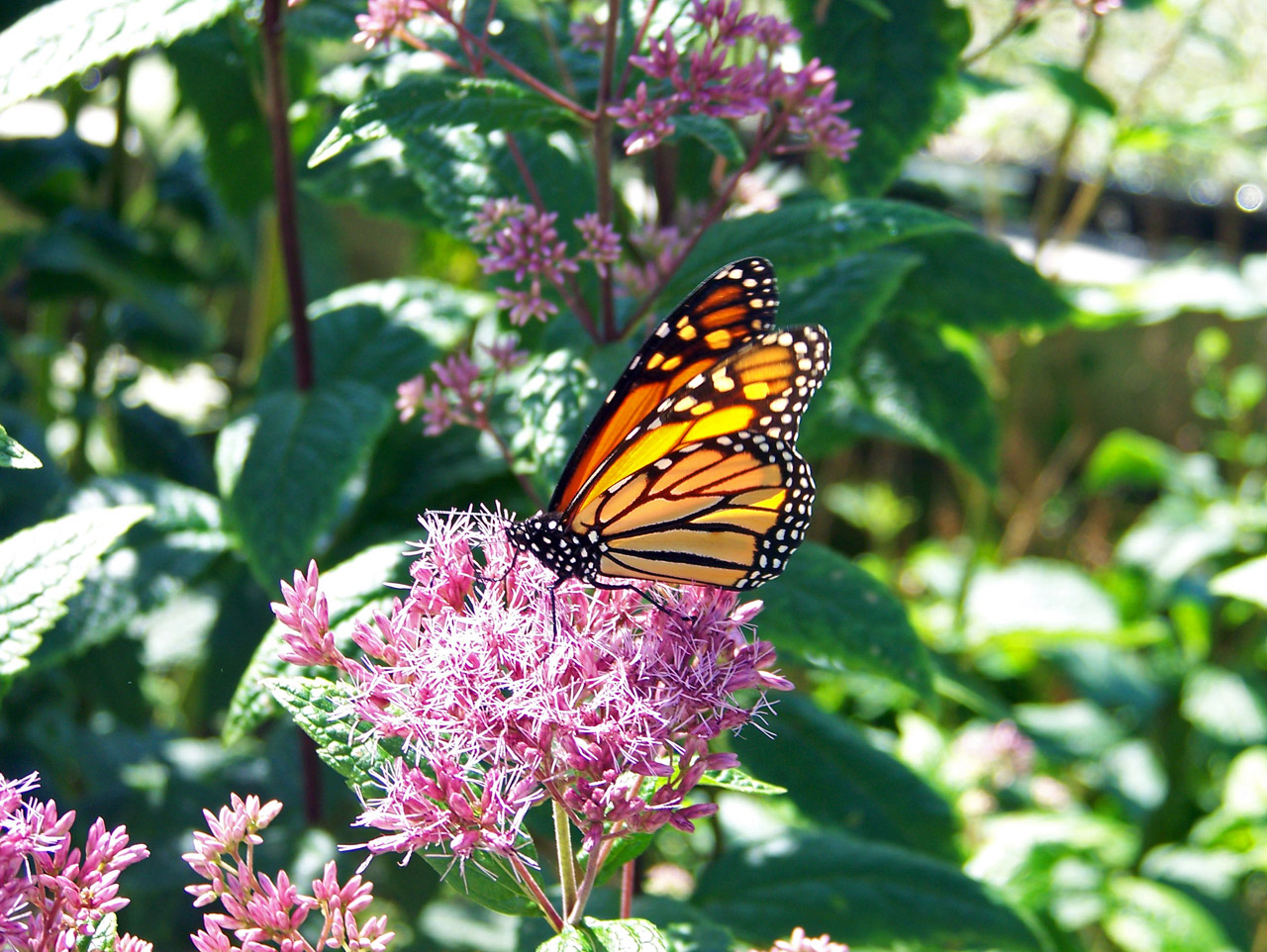 monarch butterfly flower free photo