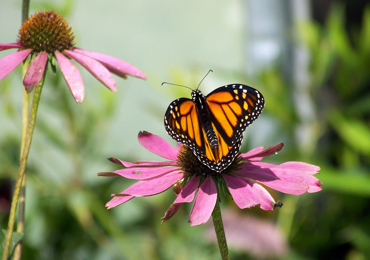 monarch butterfly flower free photo