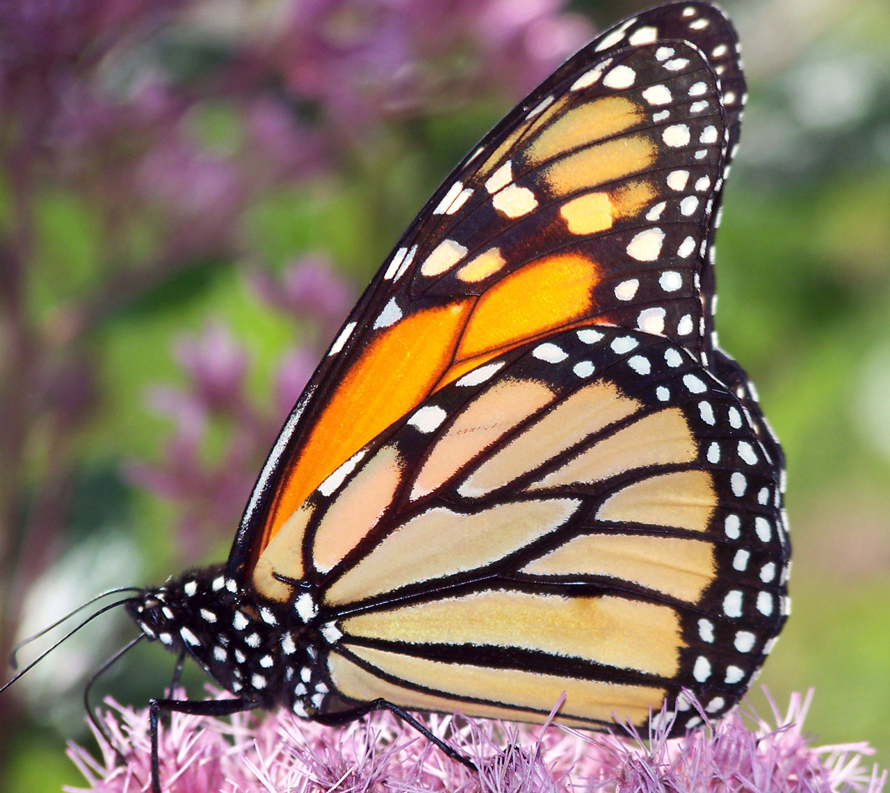 monarch butterfly flower free photo