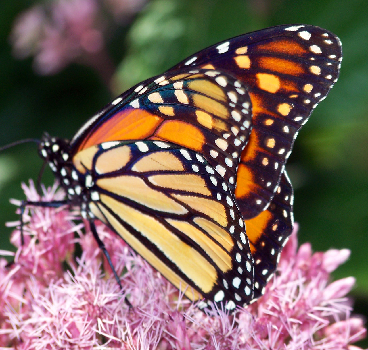 monarch butterfly flower free photo