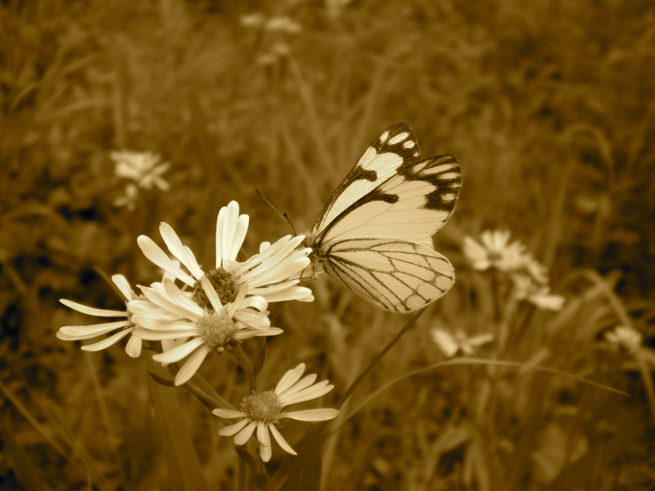 butterfly flower sepia free photo