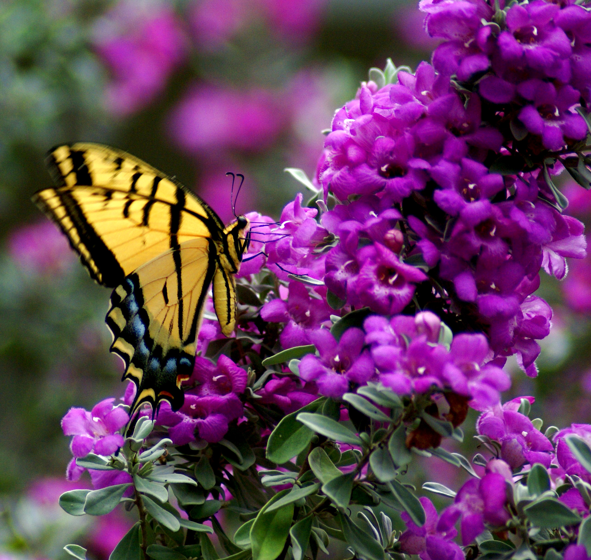 butterfly flowers nature free photo