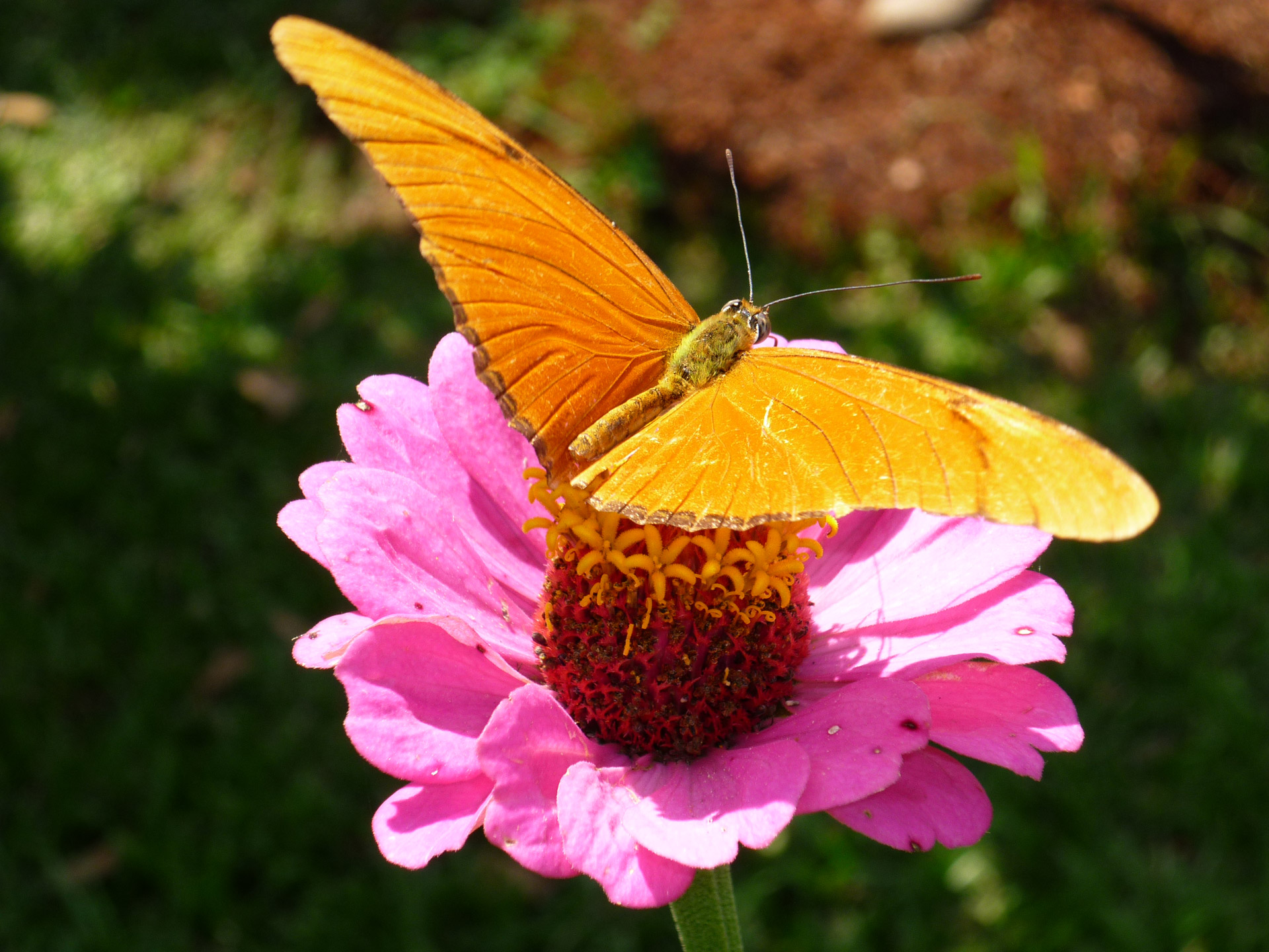 butterfly insect flower free photo