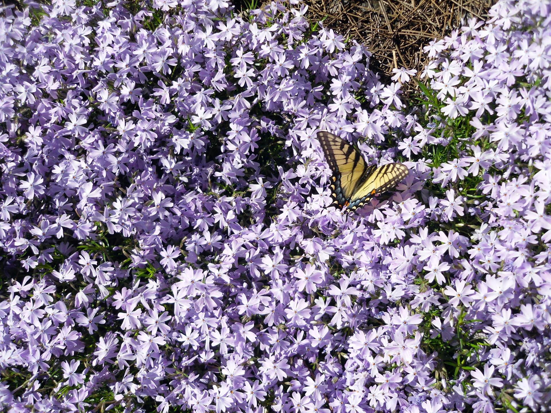butterfly yellow lavender free photo