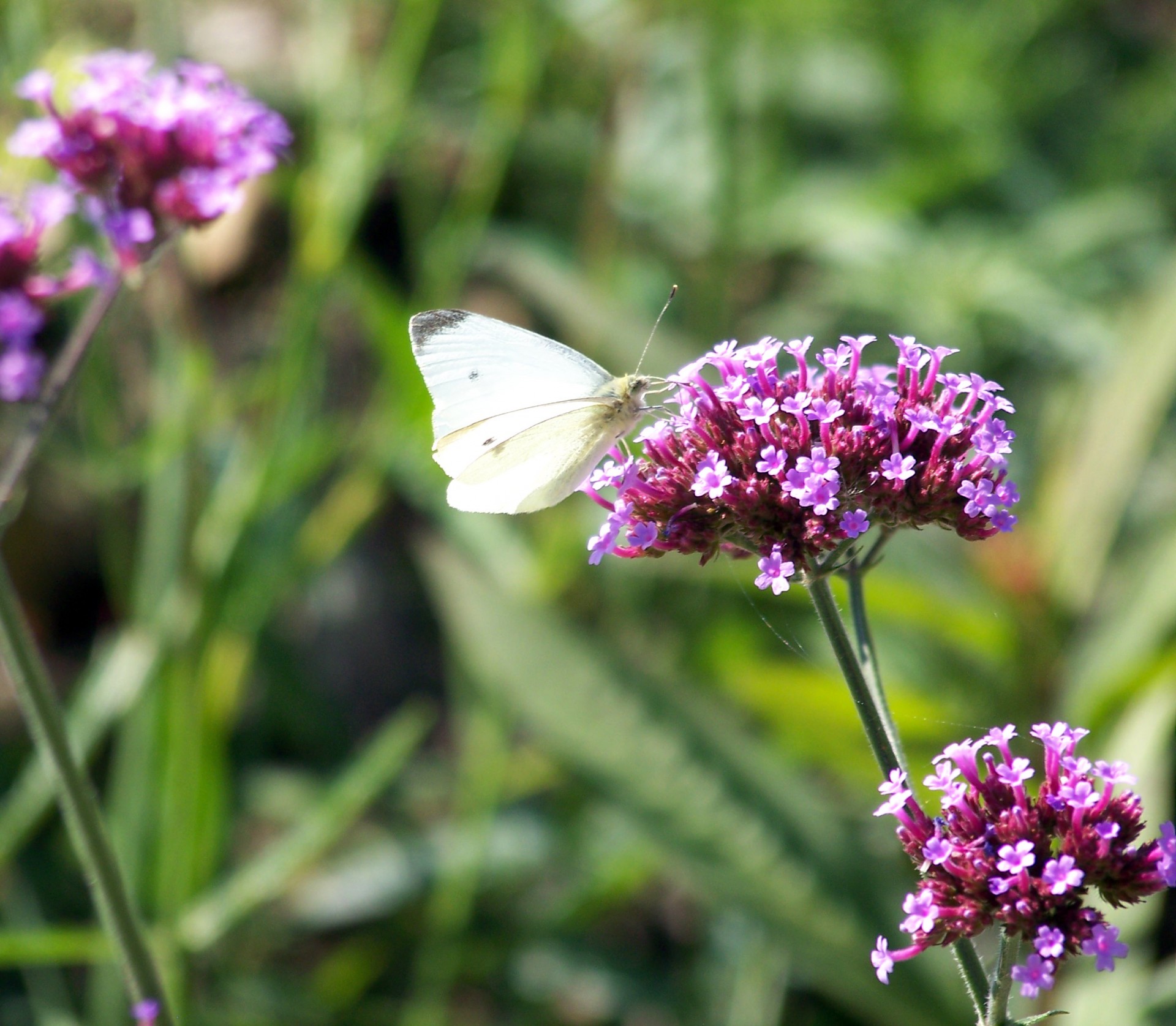 white butterfly white butterfly free photo