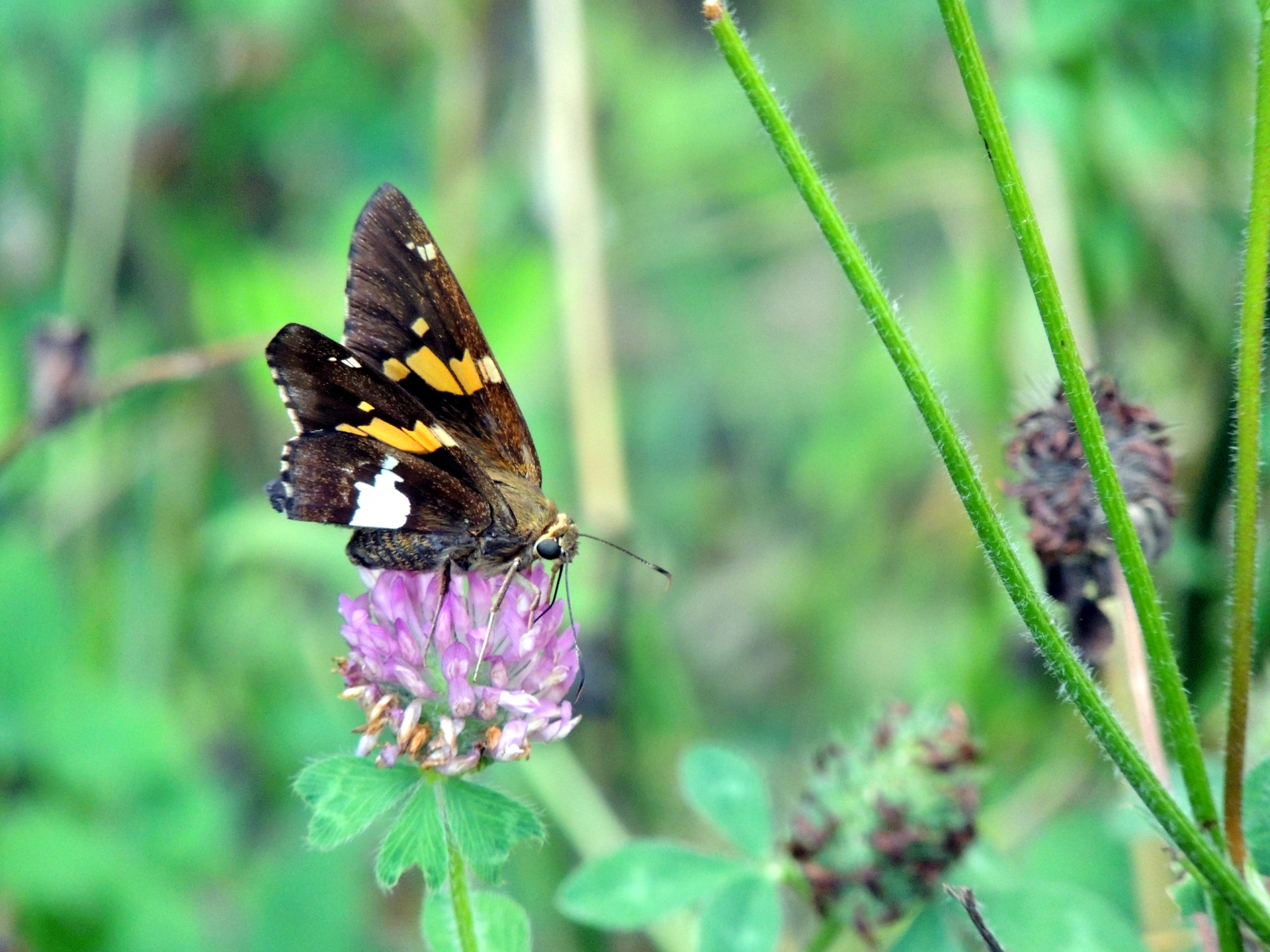 butterfly flower purple free photo