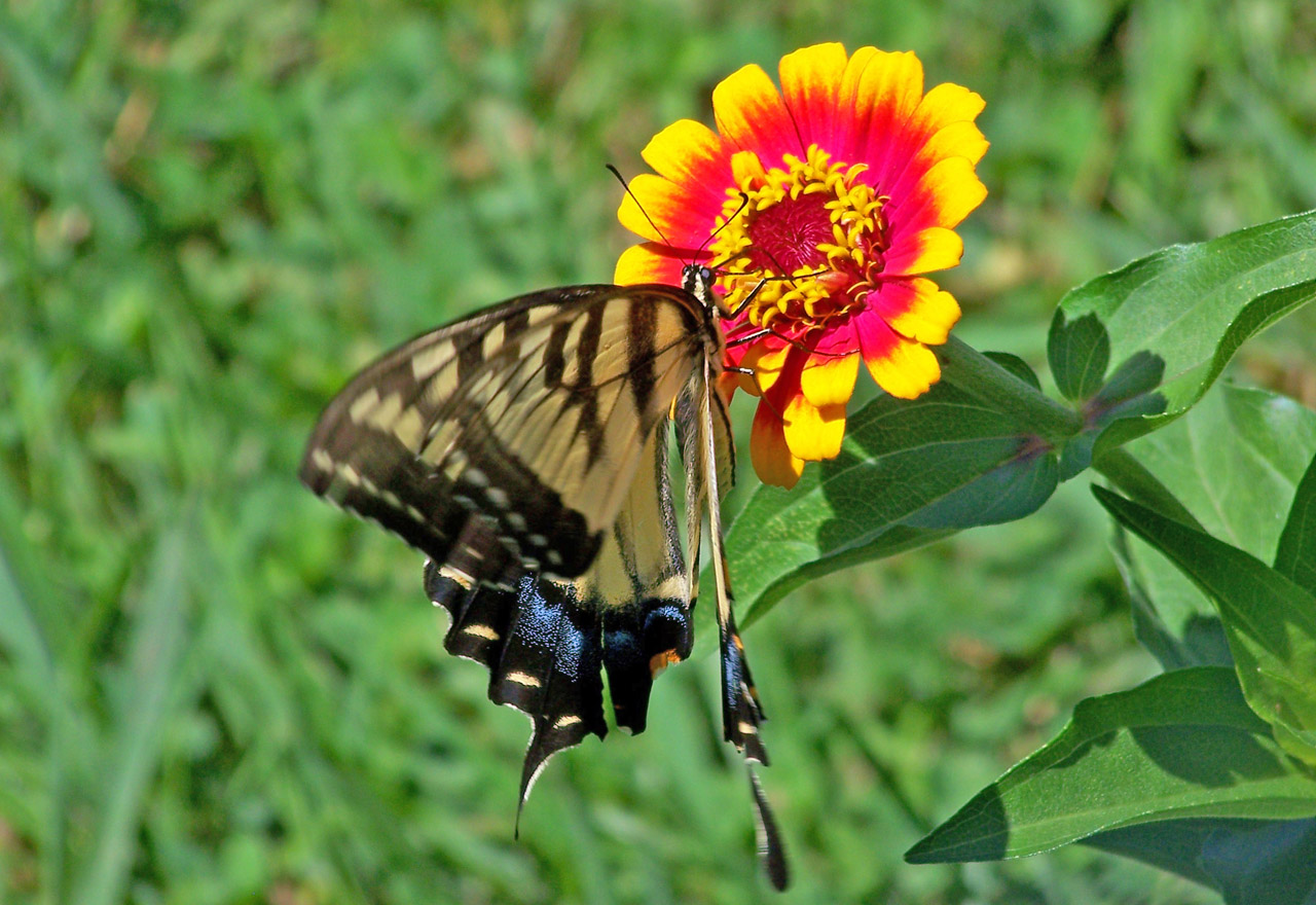 butterfly flower butterfly on flower free photo