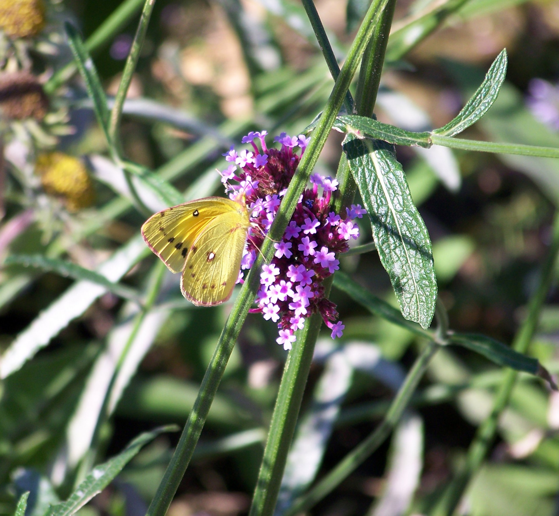 yellow butterfly yellow butterfly free photo