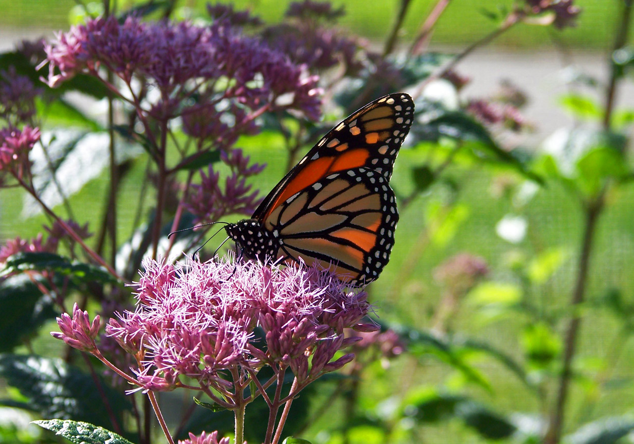 monarch butterfly flower free photo