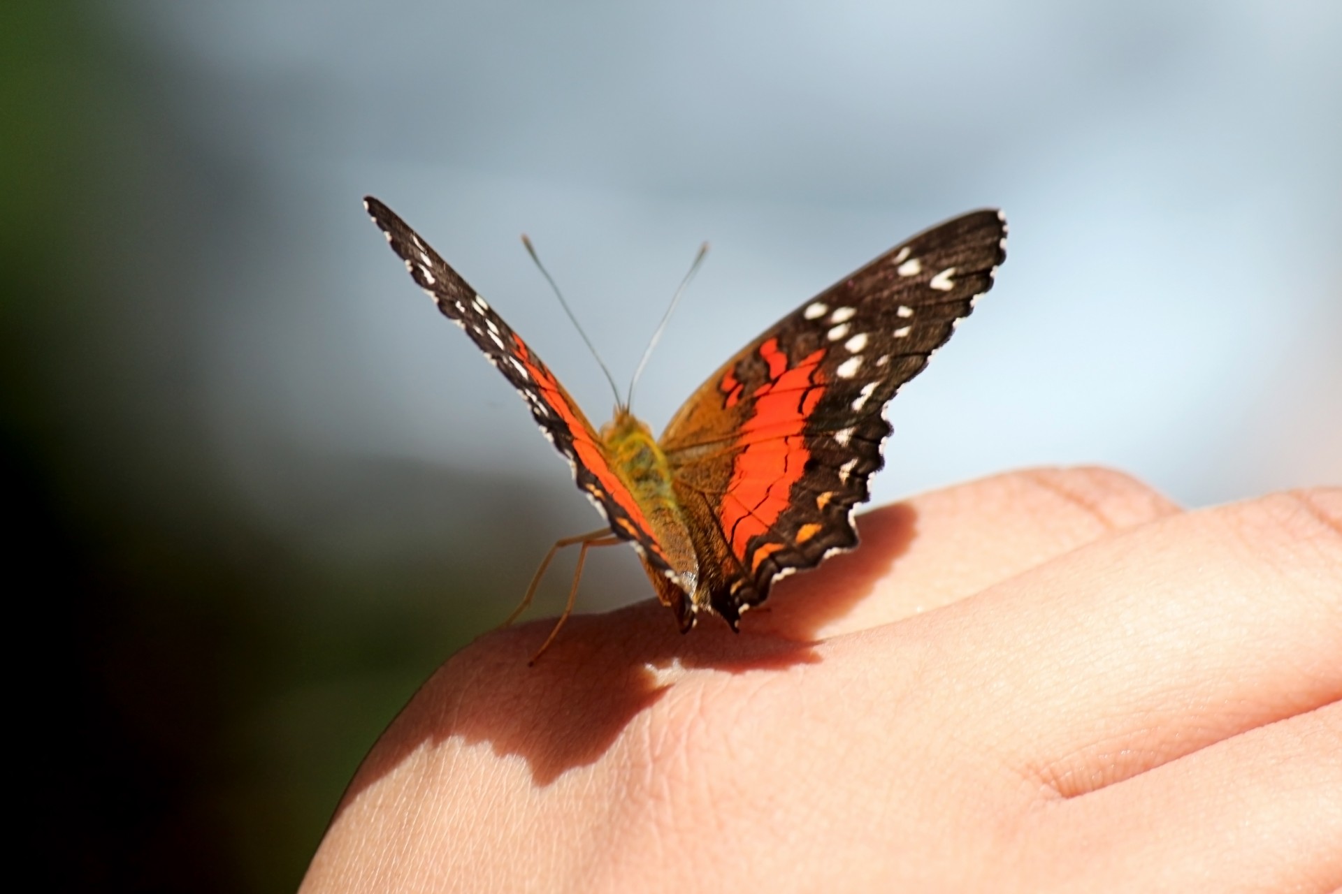 butterfly hand red free photo