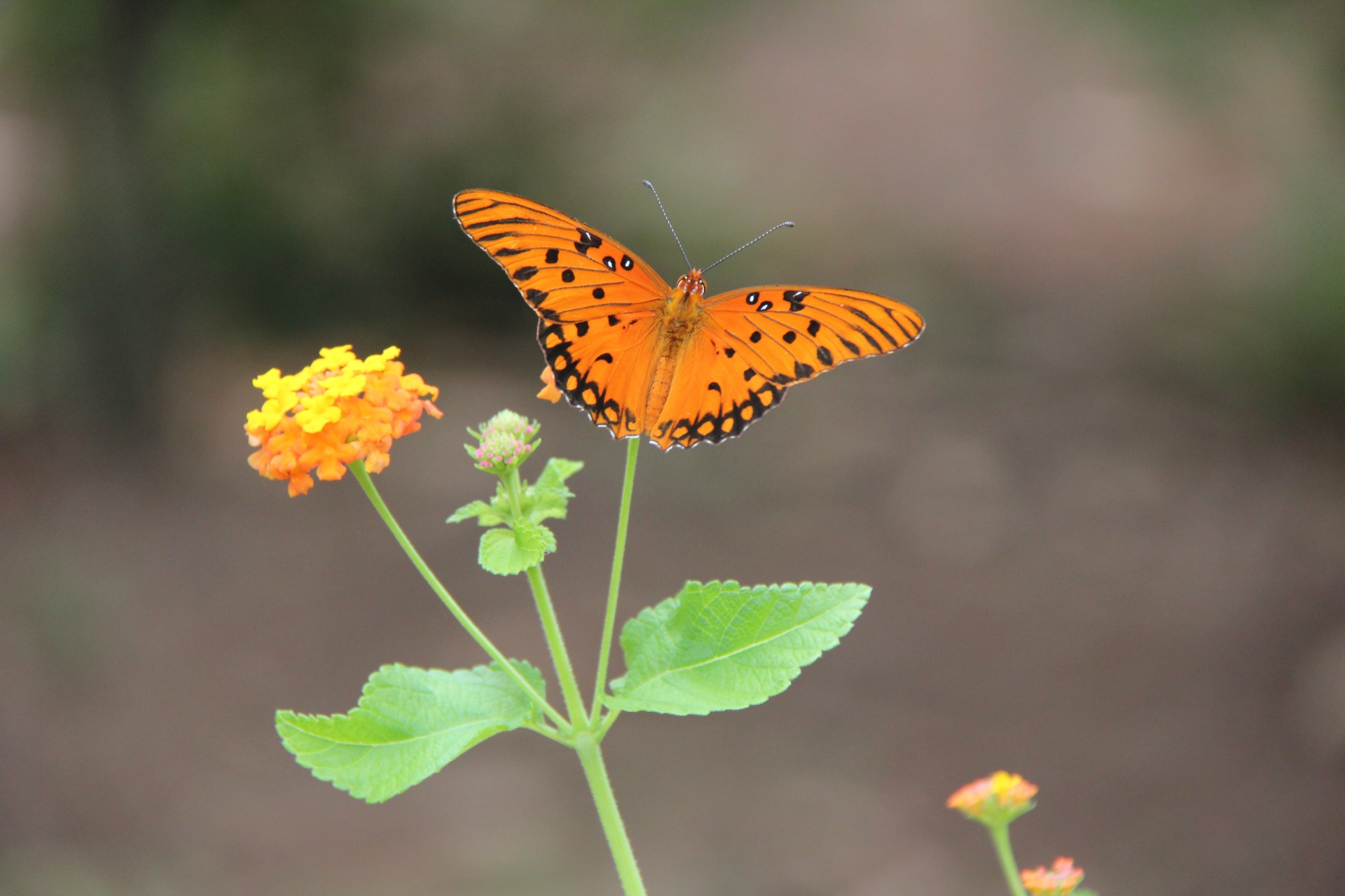 butterfly lantana summer free photo