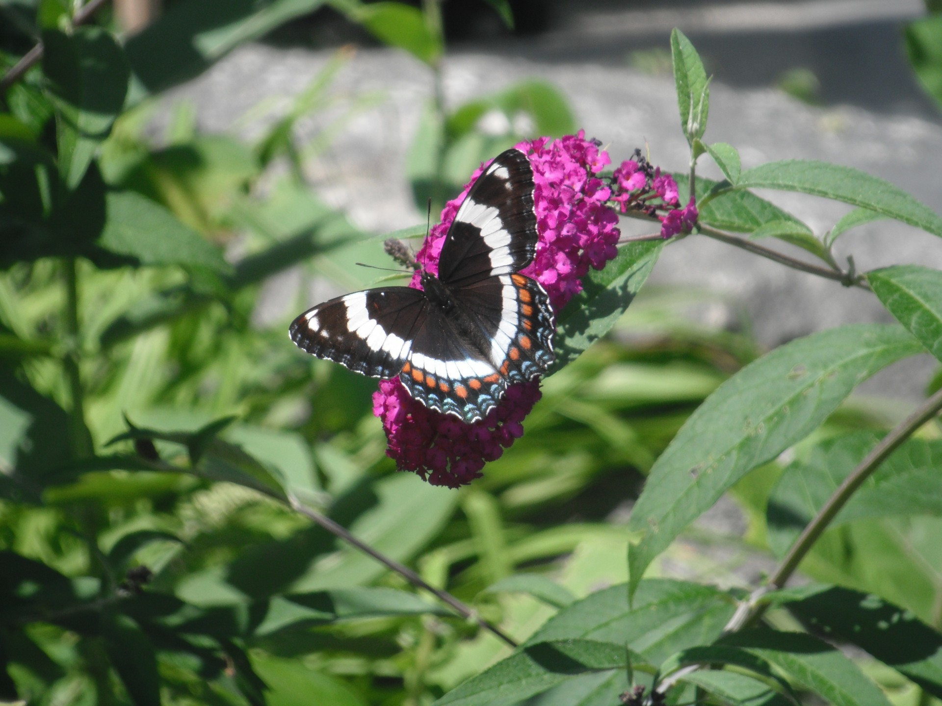 butterfly black white purple flower free photo