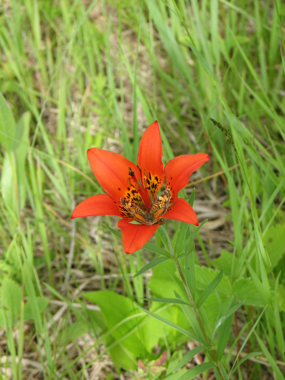 butterfly flower orange free photo