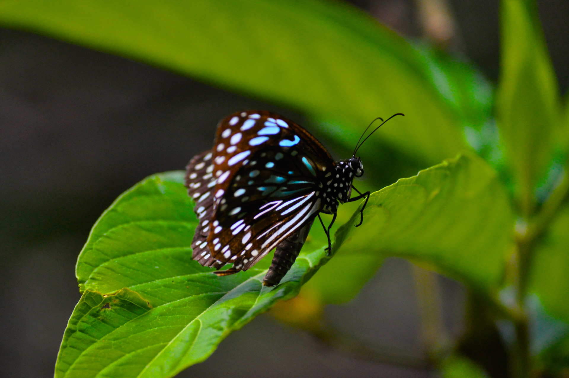 butterfly insect moth free photo