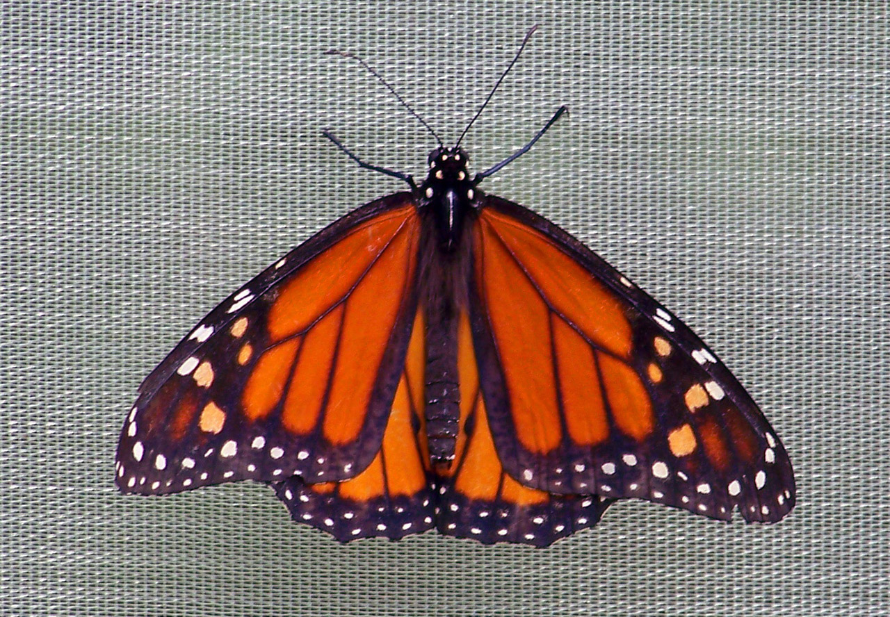 monarch butterfly screen free photo