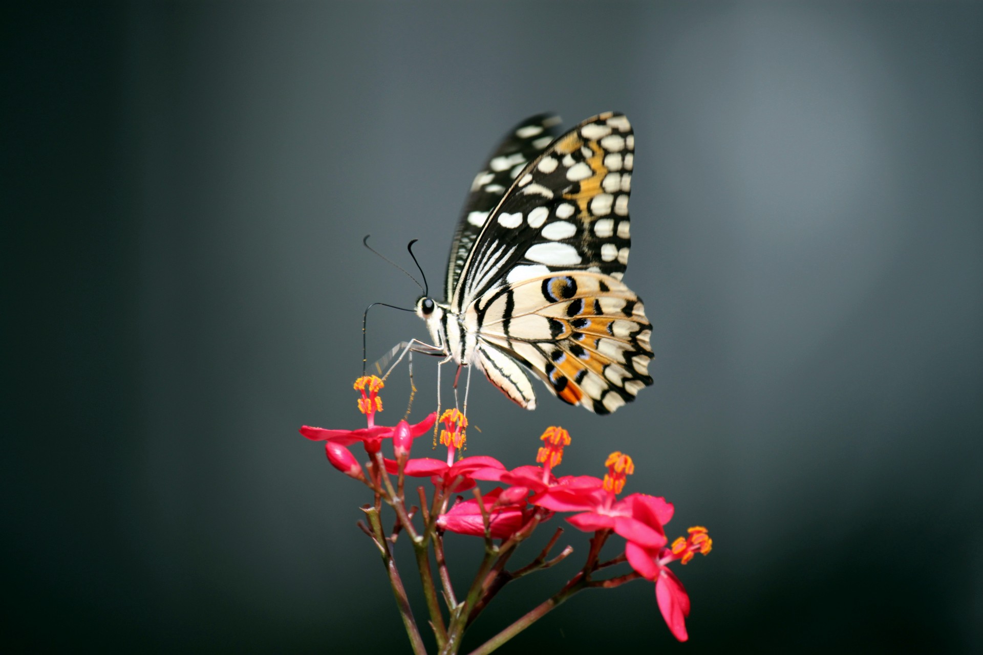 butterfly flower butterfly on the flower free photo