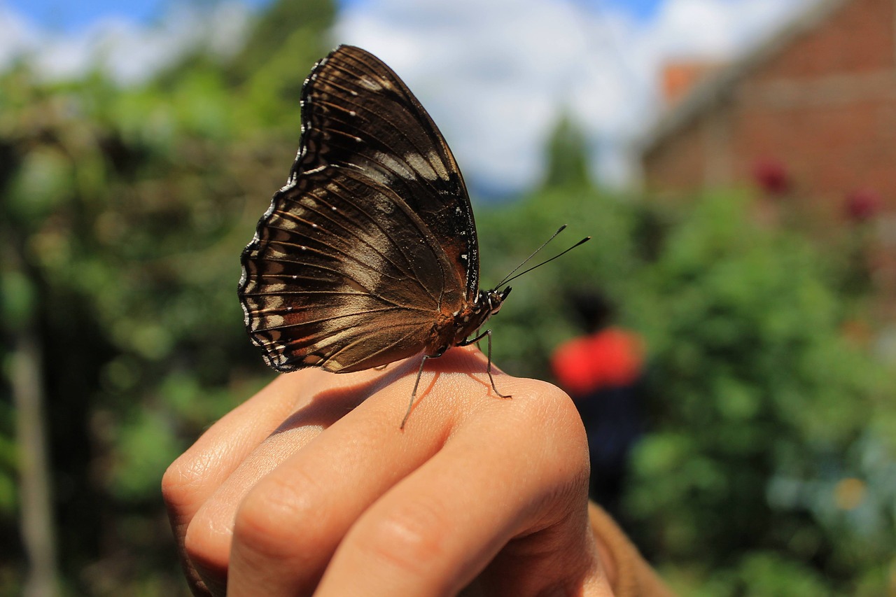 butterfly on the hand insect animal free photo