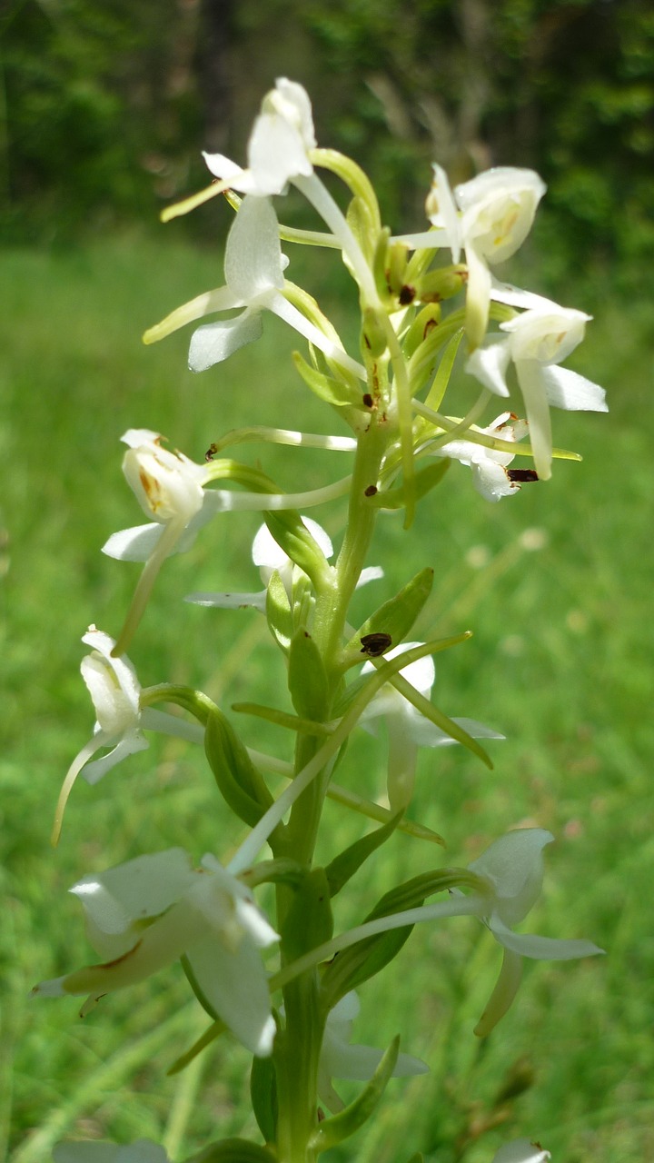butterfly orchid german orchid meadow free photo