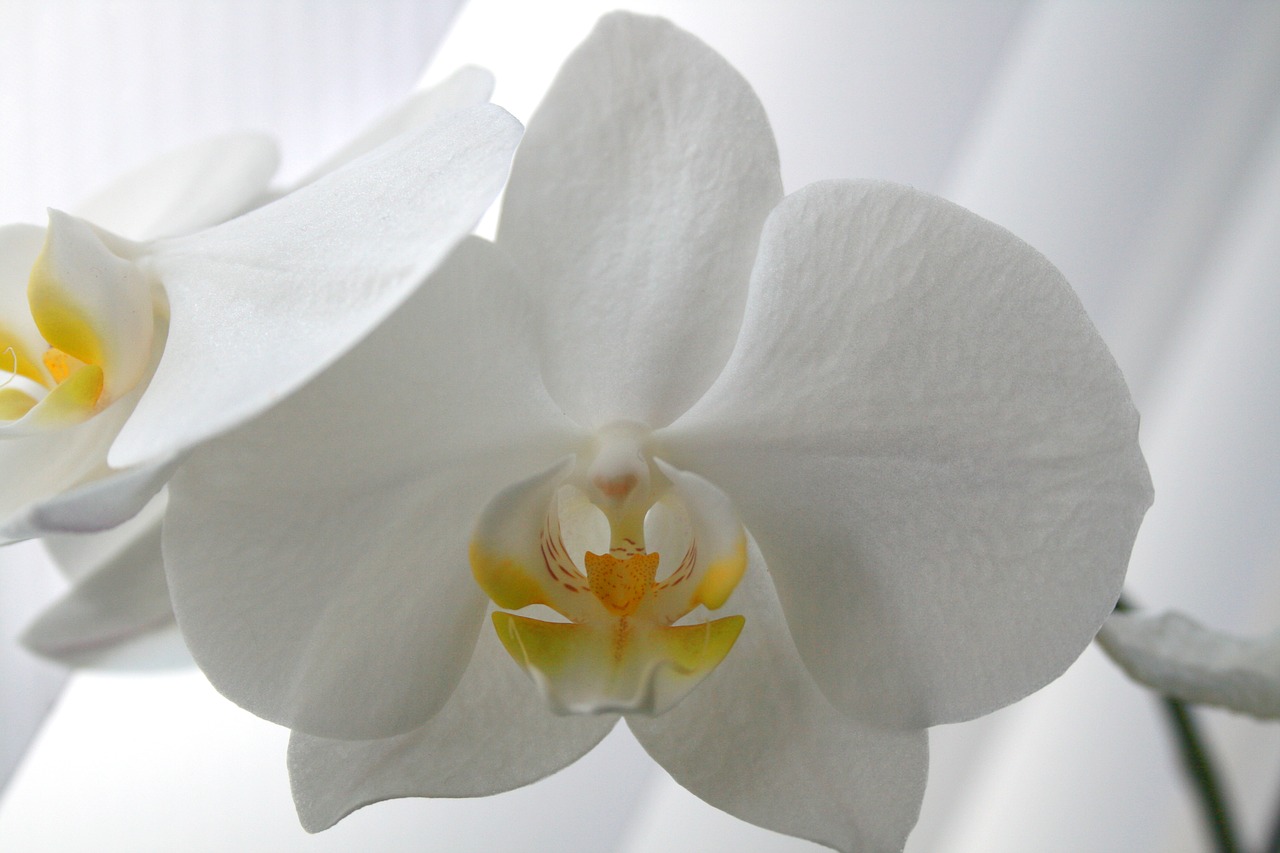 butterfly orchid moth orchid phalaenopsis free photo