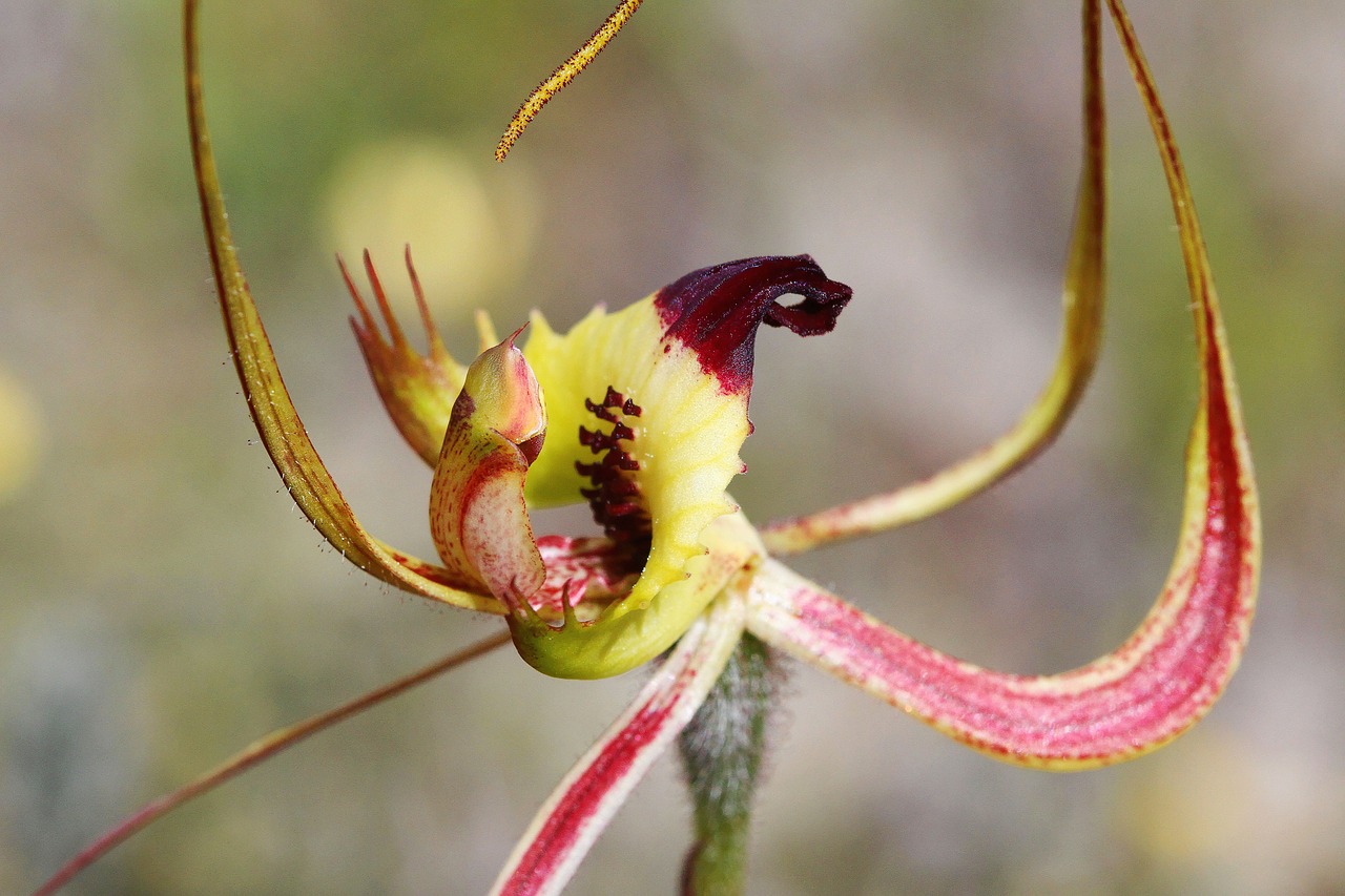 butterfly orchid  orchids  wildflowers free photo