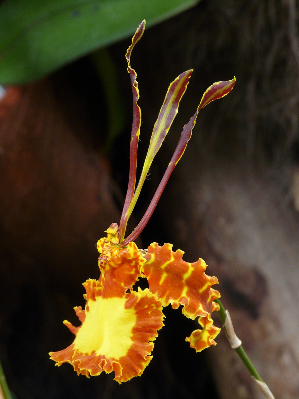 butterfly orchid orchid psychopsis mariposa free photo
