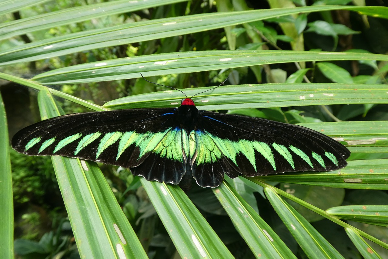 butterfly park  kong kuala  malaysia free photo