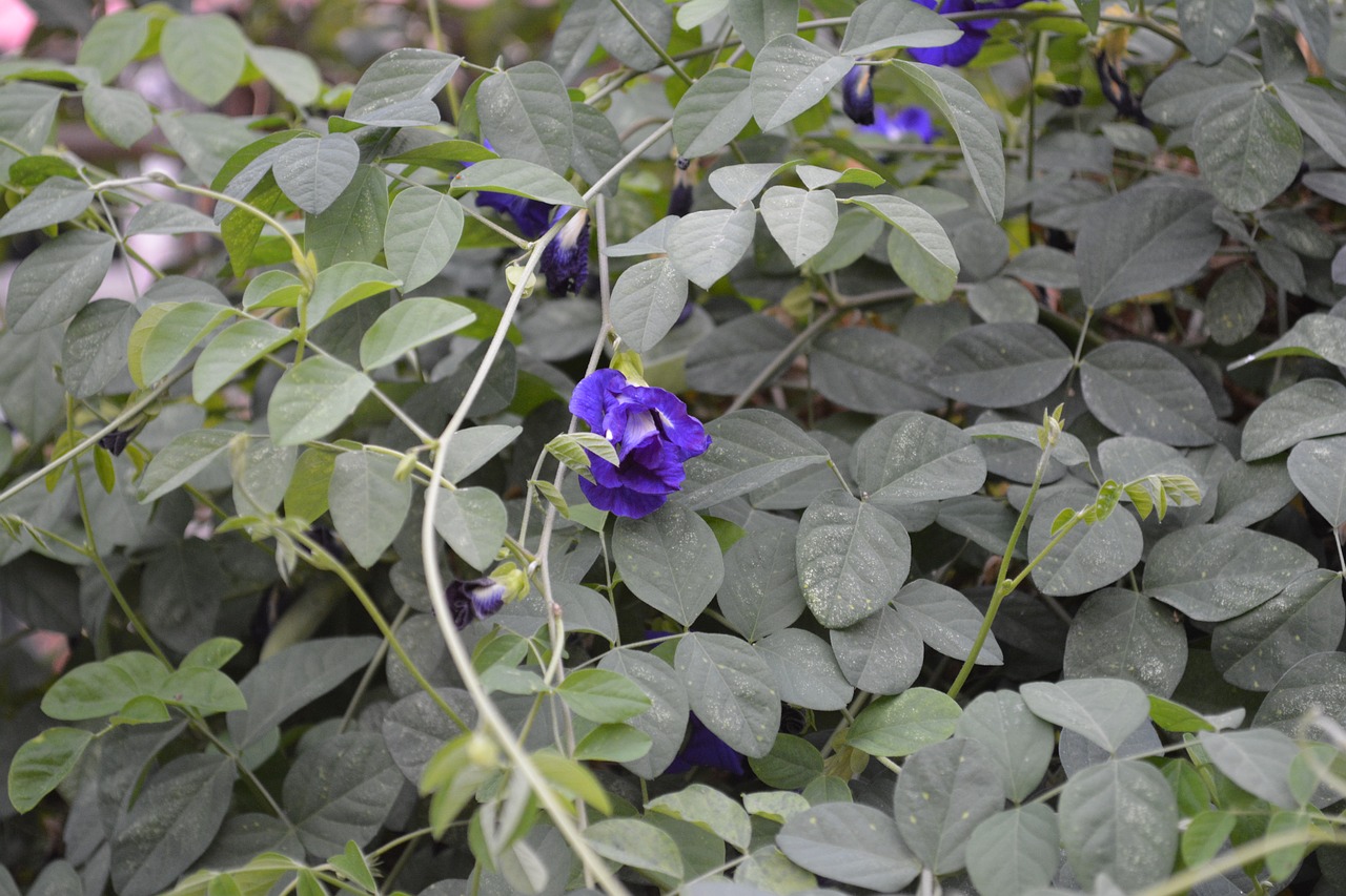 butterfly pea flower cats free photo