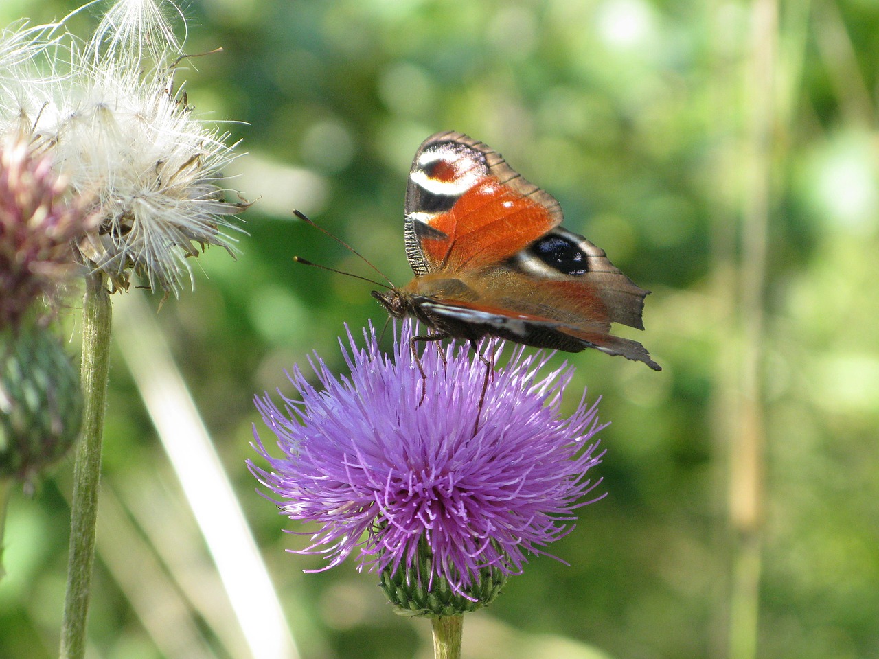 butterfly peacock flower nature free photo