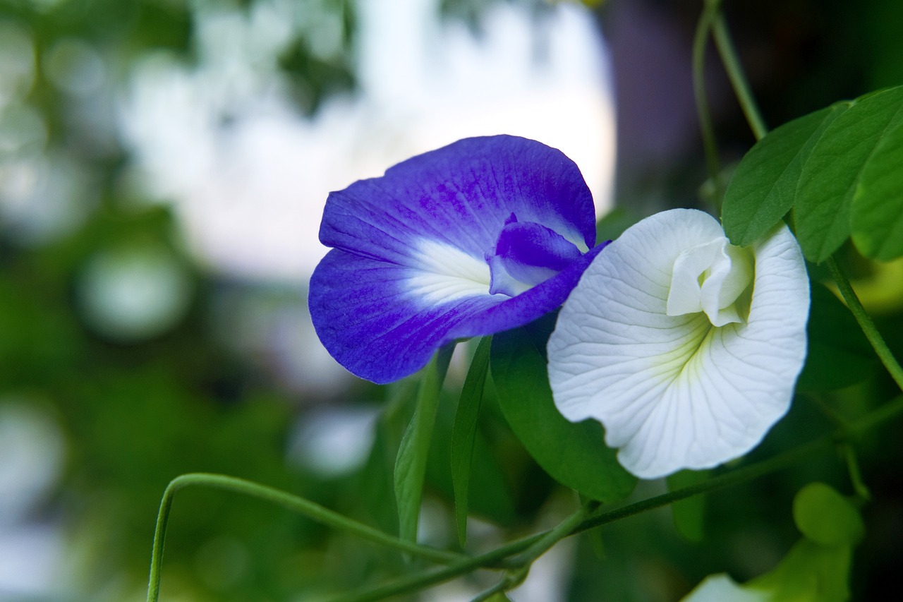 butterfly peanuts flower nature free photo