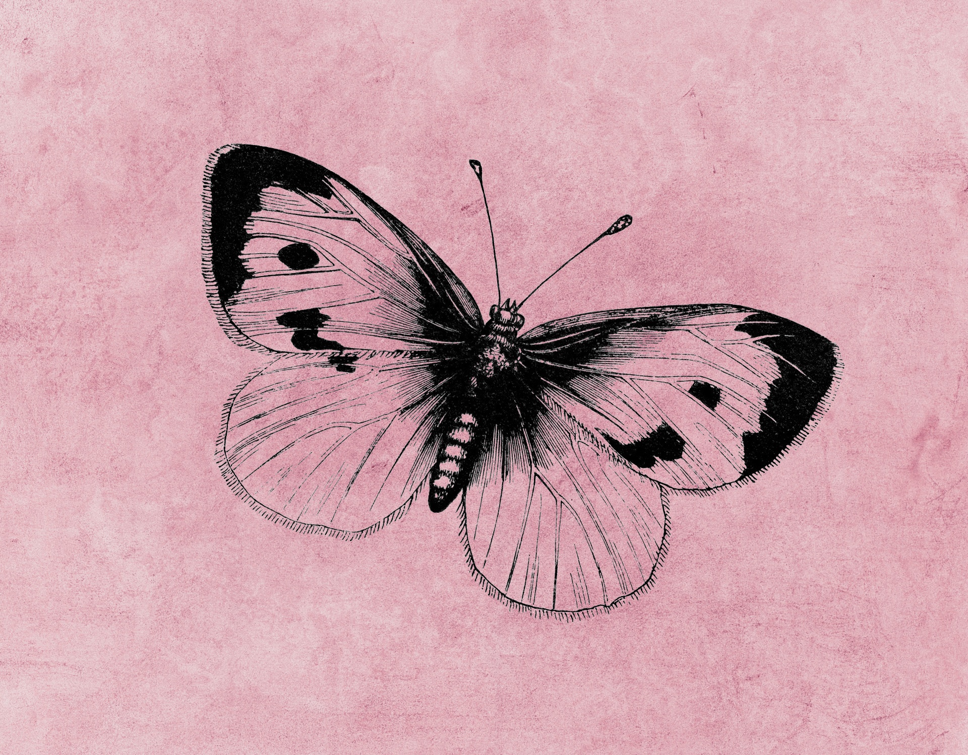 butterfly pink background free photo