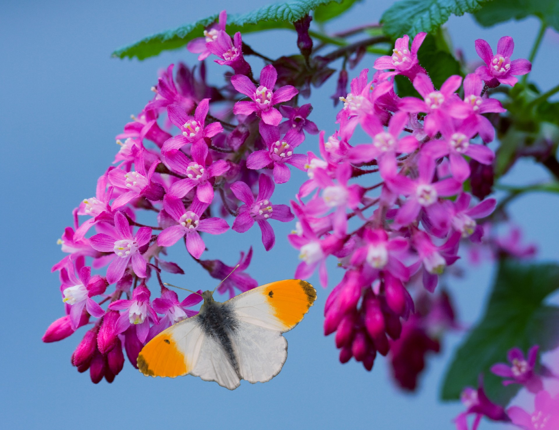 butterfly orange white free photo