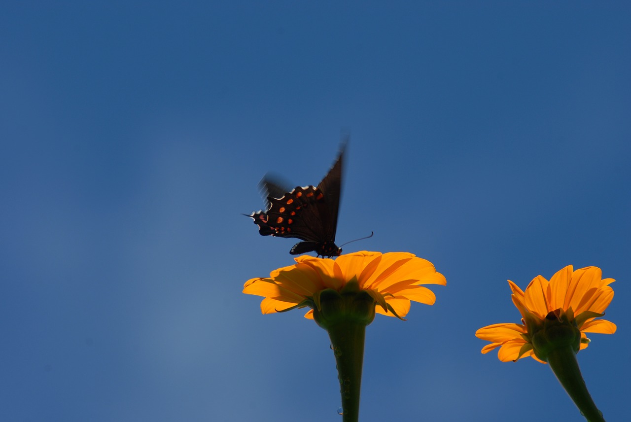 butterfly regional wings insect free photo