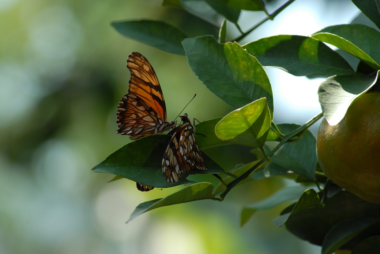 butterfly regional wings insect free photo